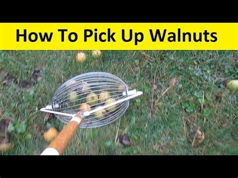 how to pick up walnuts skid steer|picking up walnuts.